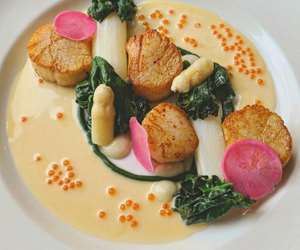 Scallops 